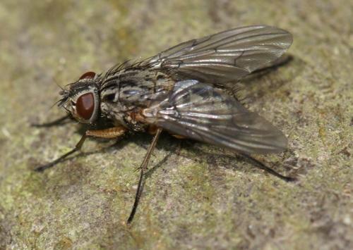 Réf. 246 822 : Phaonia errans
